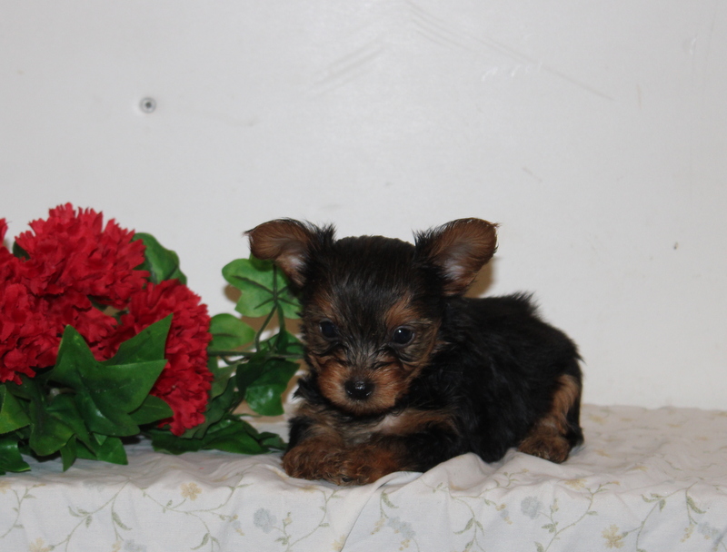 puppy, for, sale, Pomeranian, Matthew B. Stoltzfus, dog, breeder, Gap, PA, dog-breeder, puppy-for-sale, forsale, nearby, find, puppyfind, locator, puppylocator, aca